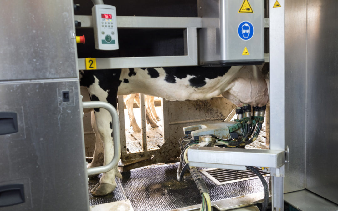 Stainless Steel Belts for Automated Dairy Farm Robotics Application