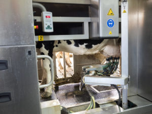 black and white holstein cow stands in milking robot on dairy farm